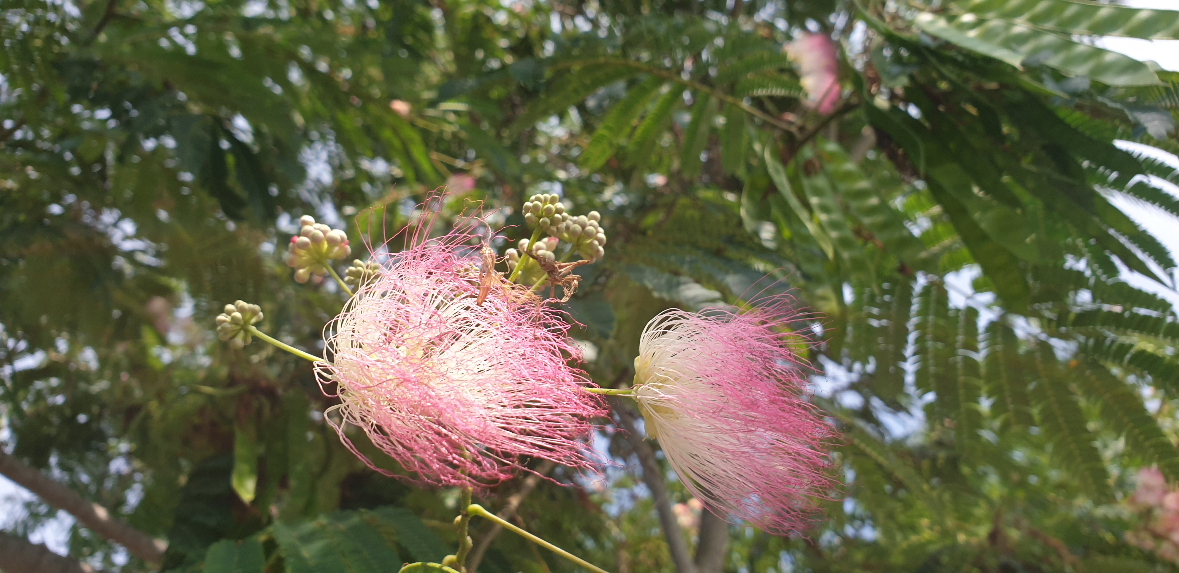 Copac din Delta Dunarii 3